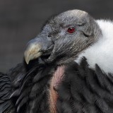 VultureGryphus4b